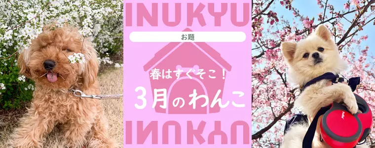 犬球　2023年3月