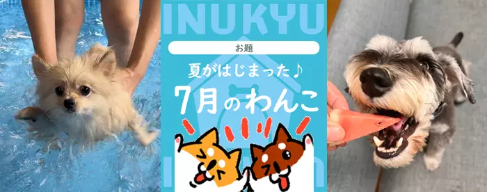 犬球　2023年7月