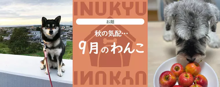 犬球　2023年9月