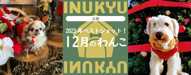 犬球　2023年12月