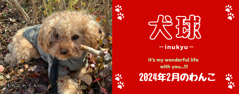 犬球　2024年2月