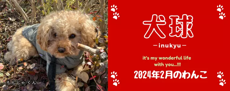 犬球　2024年2月