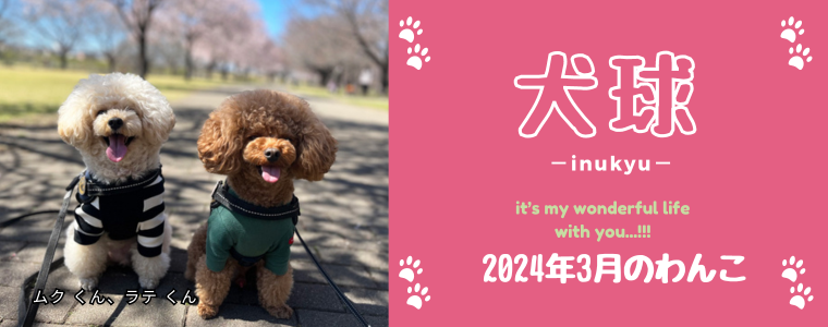 犬球　2024年3月