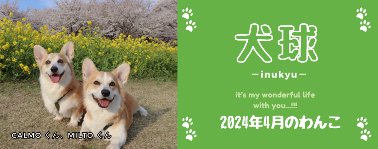 犬球　2024年4月