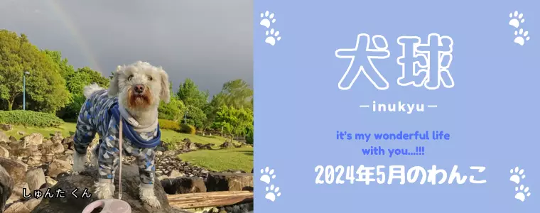 犬球　2024年5月