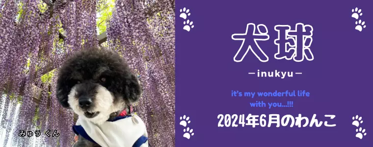犬球　2024年6月