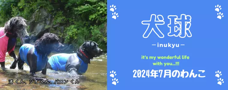 犬球　2024年7月