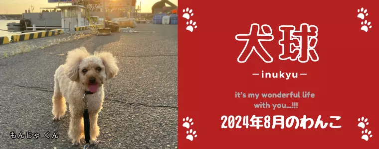犬球　2024年8月