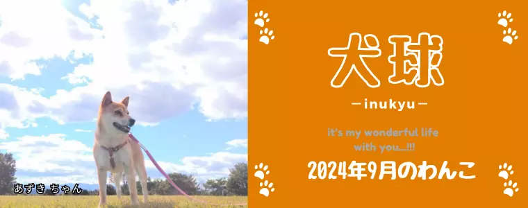 犬球　2024年9月
