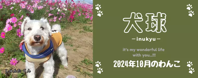 犬球　2024年10月