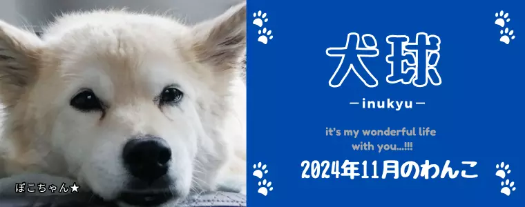 犬球　2024年11月