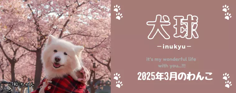 犬球　2025年3月