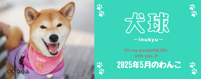 犬球　2025年5月