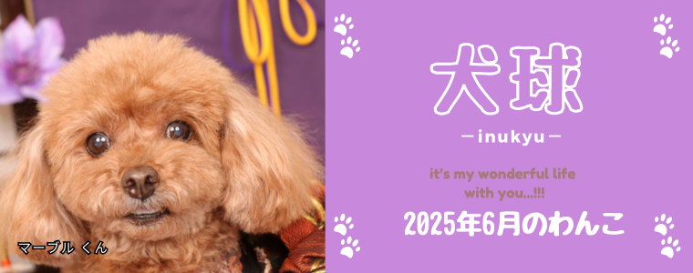 犬球　2025年6月