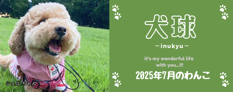 犬球　2025年7月