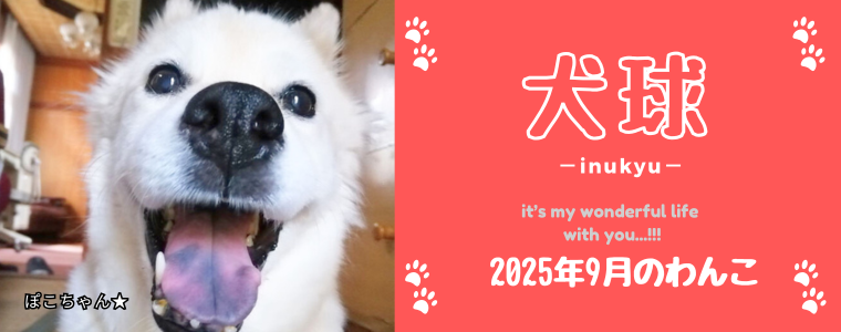 犬球　2025年9月