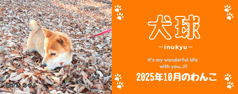 犬球　2025年10月