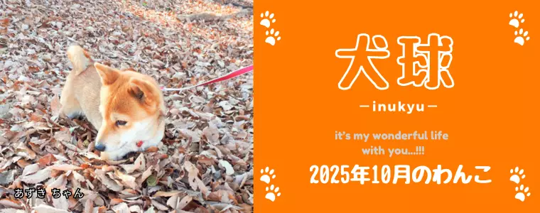 犬球　2025年10月