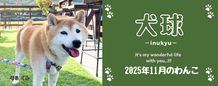 犬球　2025年11月