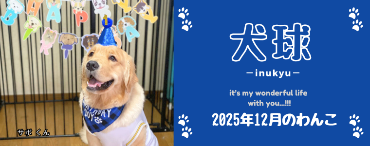 犬球　2025年12月