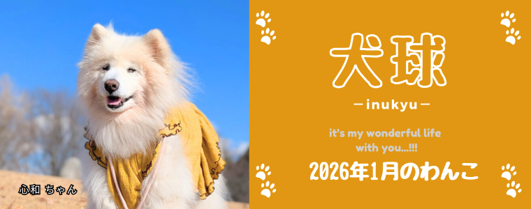 犬球　2026年1月
