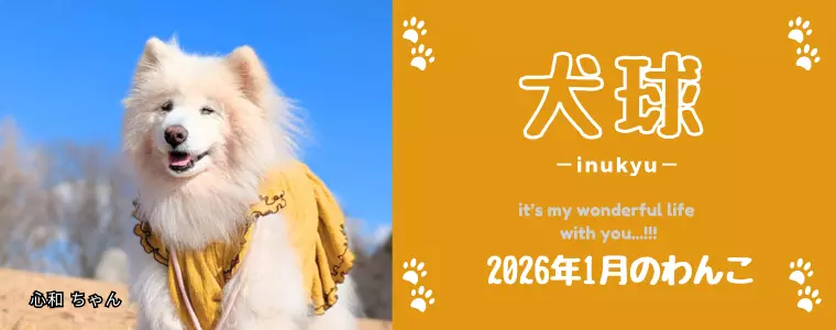 犬球　2026年1月
