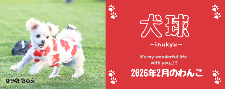犬球　2026年2月