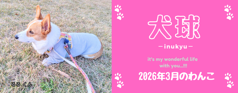 犬球　2026年3月