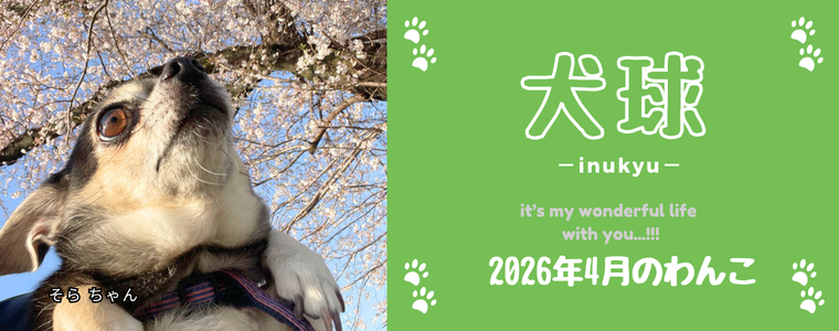 犬球　2026年4月