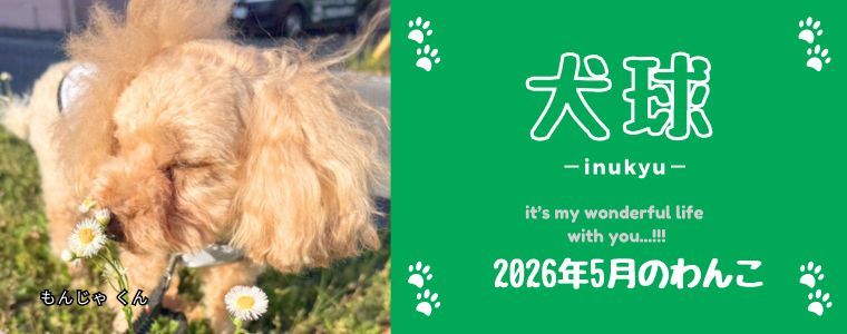 犬球　2026年5月