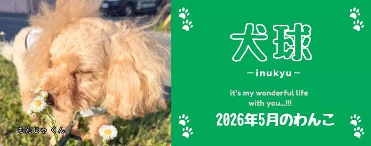 犬球　2026年5月