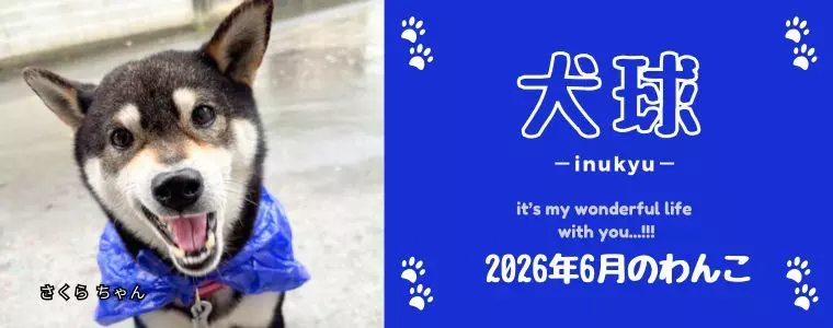 犬球　2026年6月