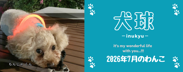 犬球　2026年7月