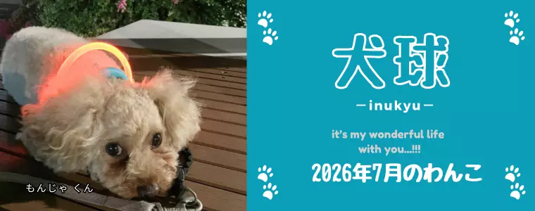 犬球　2026年7月