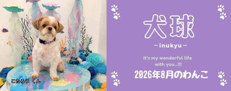犬球　2026年8月