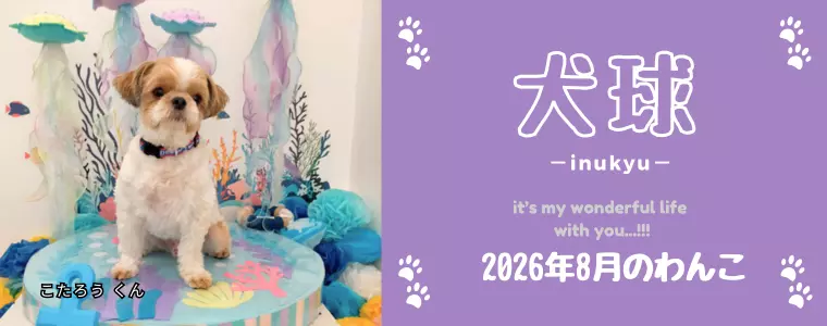 犬球　2026年8月