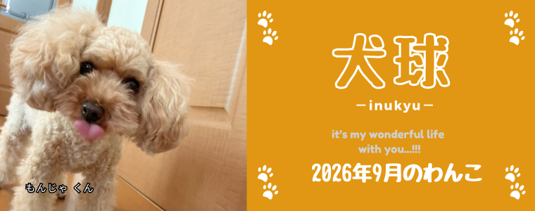 犬球　2026年9月