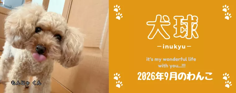 犬球　2026年9月