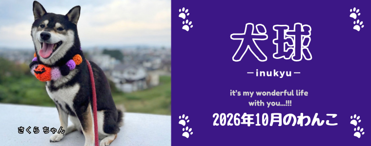 犬球　2026年10月