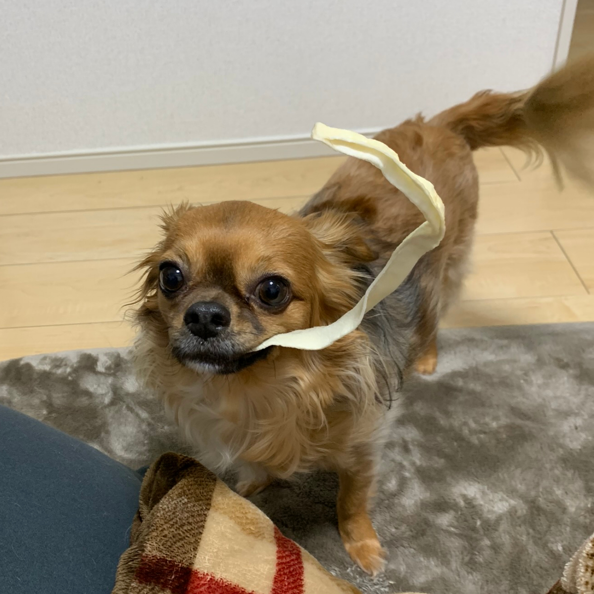 犬球 10月 ぐんラボ