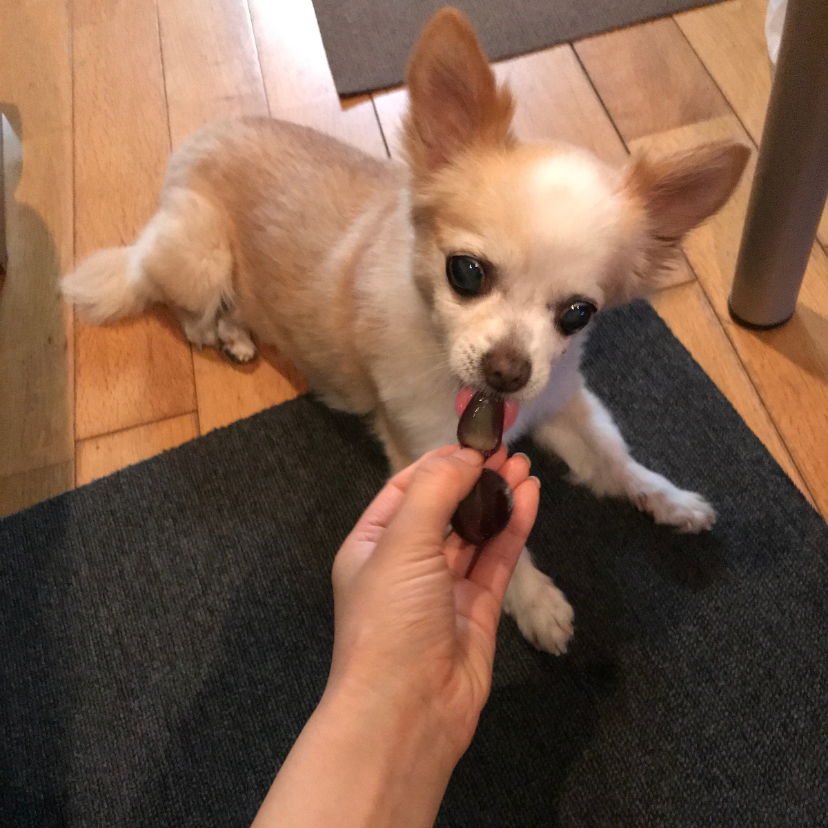 犬球 10月 ぐんラボ