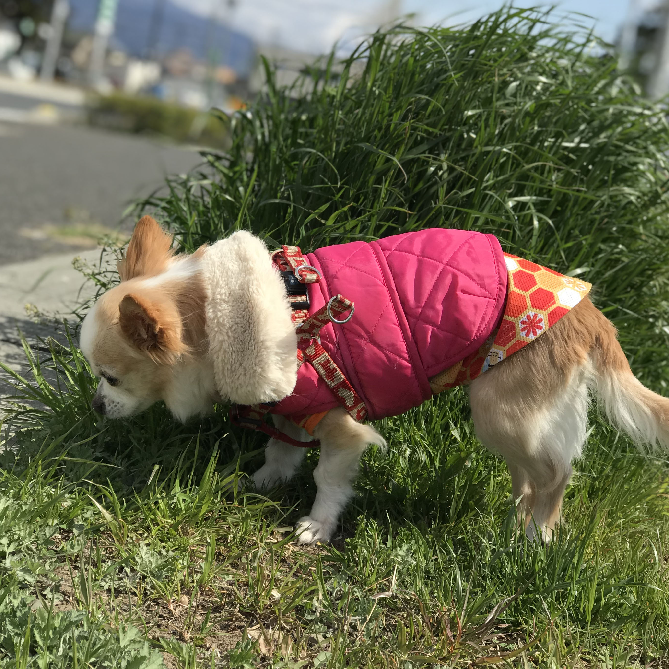 犬球 10月 ぐんラボ